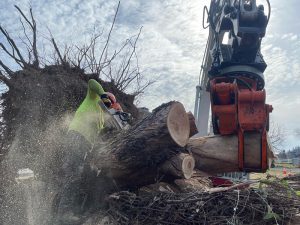 Down Tree and Storm Cleanup