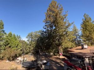 Project - Takedown and Removal of Large Hazardous Tree Above Home