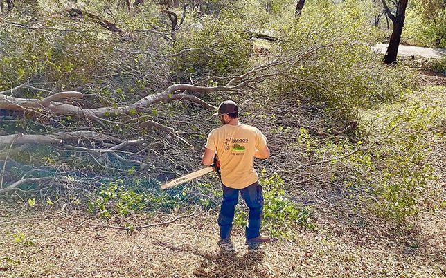 Project - Tree Removal and Brush Clearing