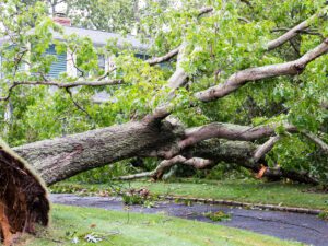 Storm Cleanup - Down Tree After Rainstorm, Snowstorm, Windstorm