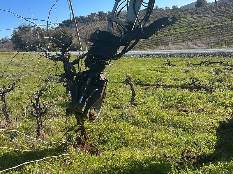 Vineyard Removal with Specialized Equipment